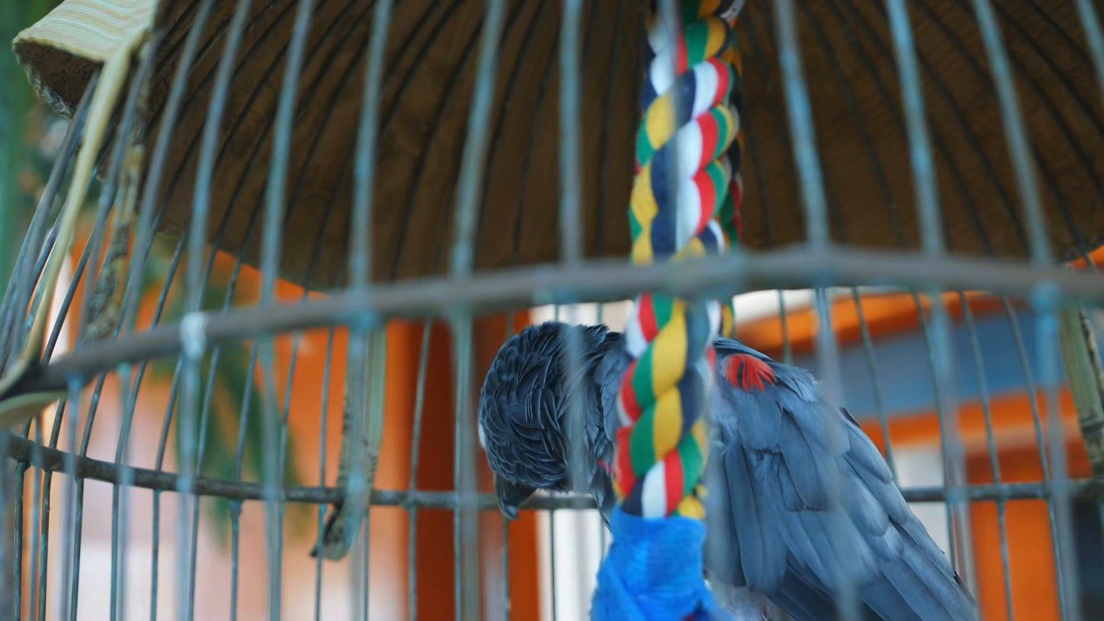 An African gray parrot perched on a colourful rope inside a cage in the atrium of Hyatt Regency Maui.