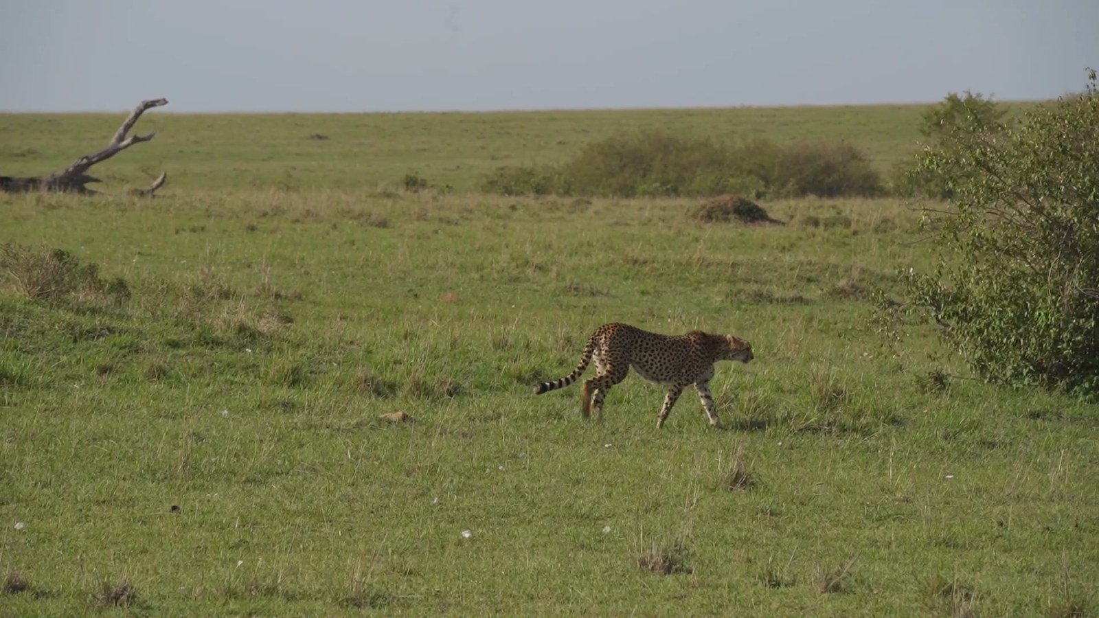A cheetah walks through short green grass on the open savanna with a fallen tree and bushes behind it.