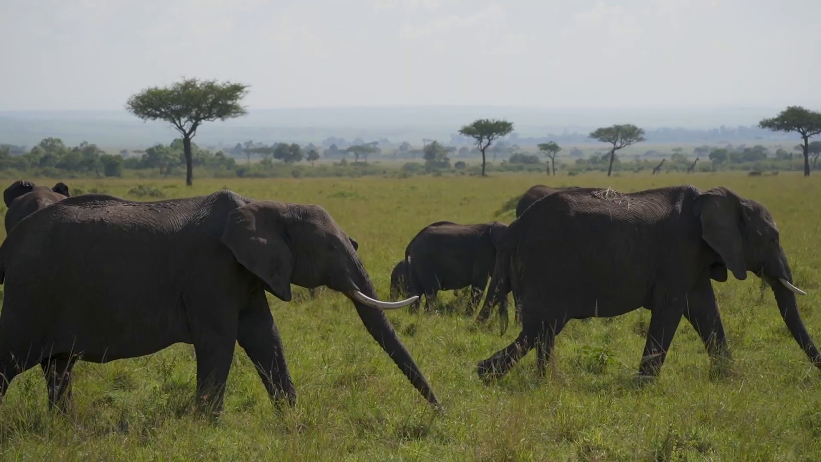 Adult elephants and a calf walk across a green plain with flat-topped acacia trees in the distance.