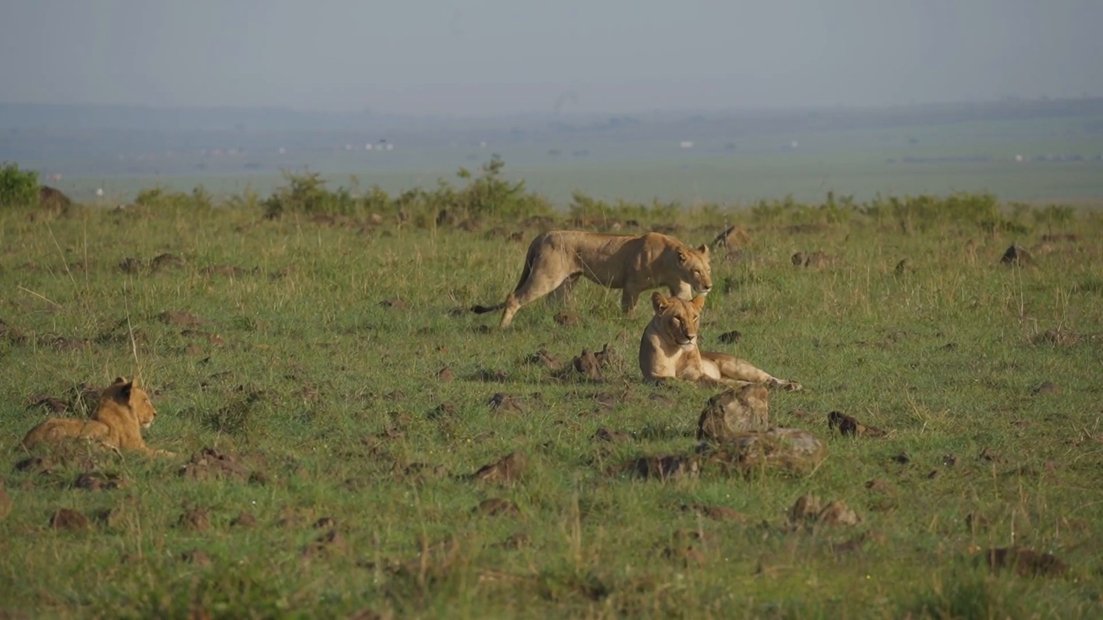 Three lions rest and walk through short green grass on the Maasai Mara plain in early light.