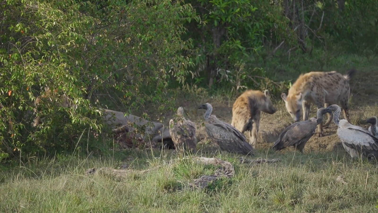 Two spotted hyenas and several vultures gather together on grass at the edge of a thicket.