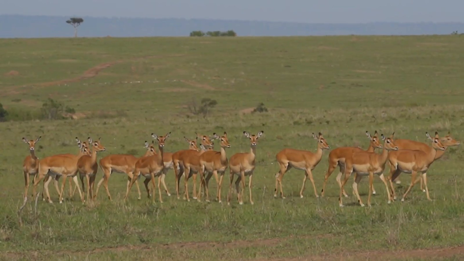 A group of impalas stands alert in a line on open grassland under a wide sky.