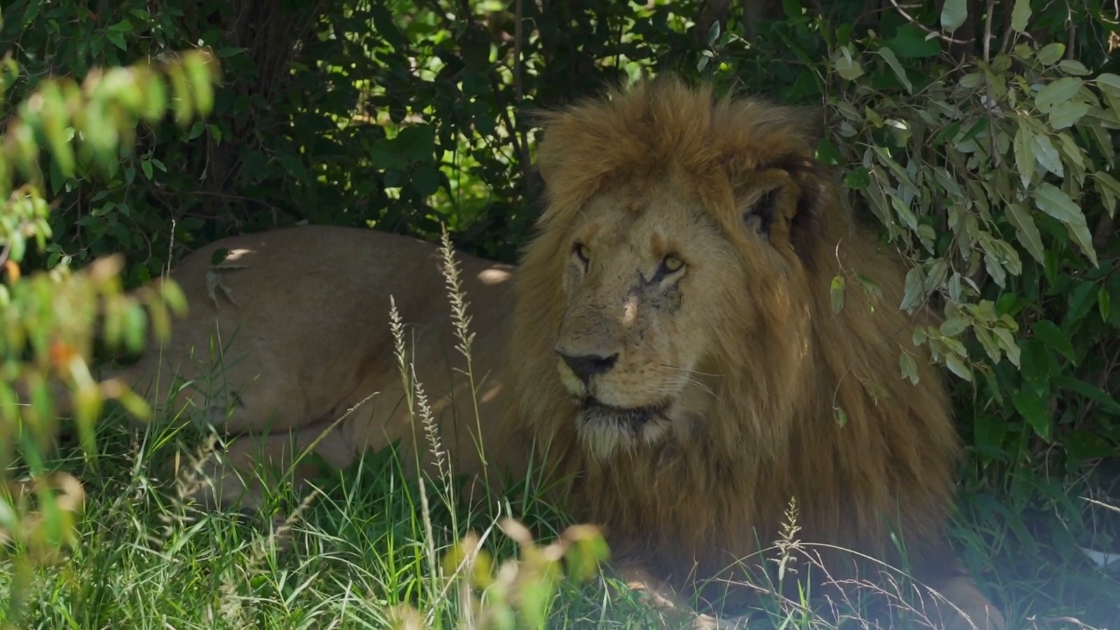 A male lion with a full dark mane rests in the grass in the shade of leafy bushes.