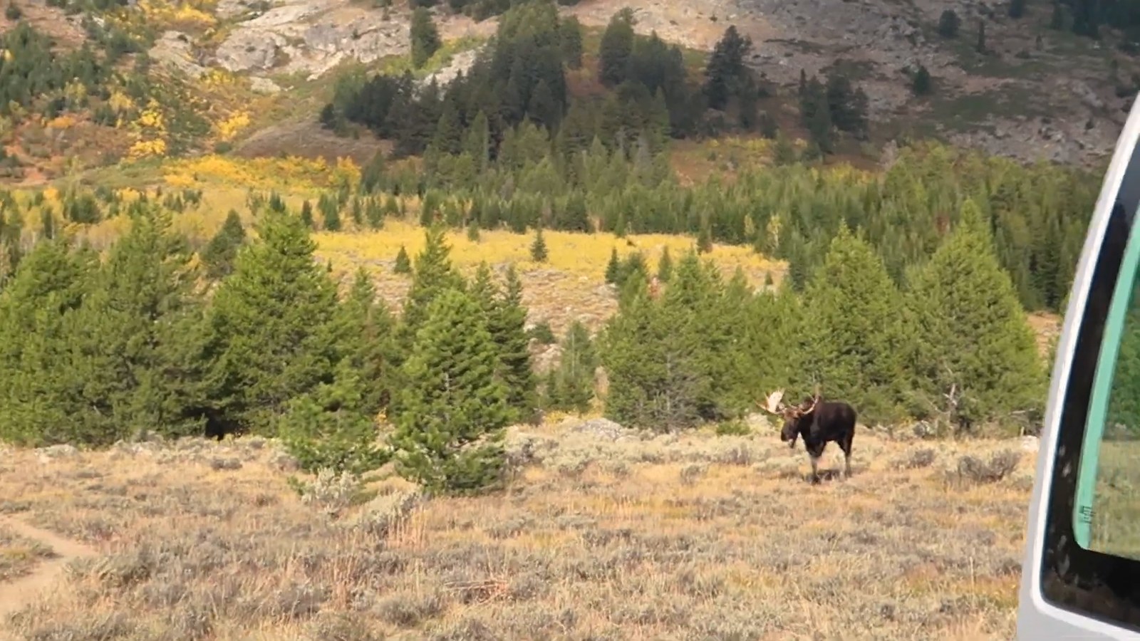 A bull moose with antlers stands in golden sagebrush and pines beside the edge of a camper van door.