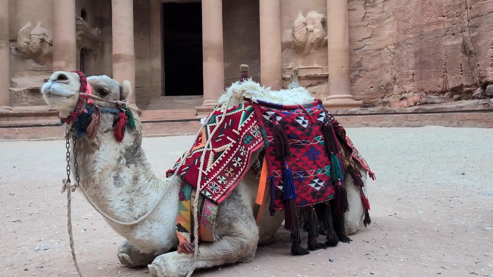 A decorated camel sits in front of the columns of the Treasury at Petra in the early morning.
