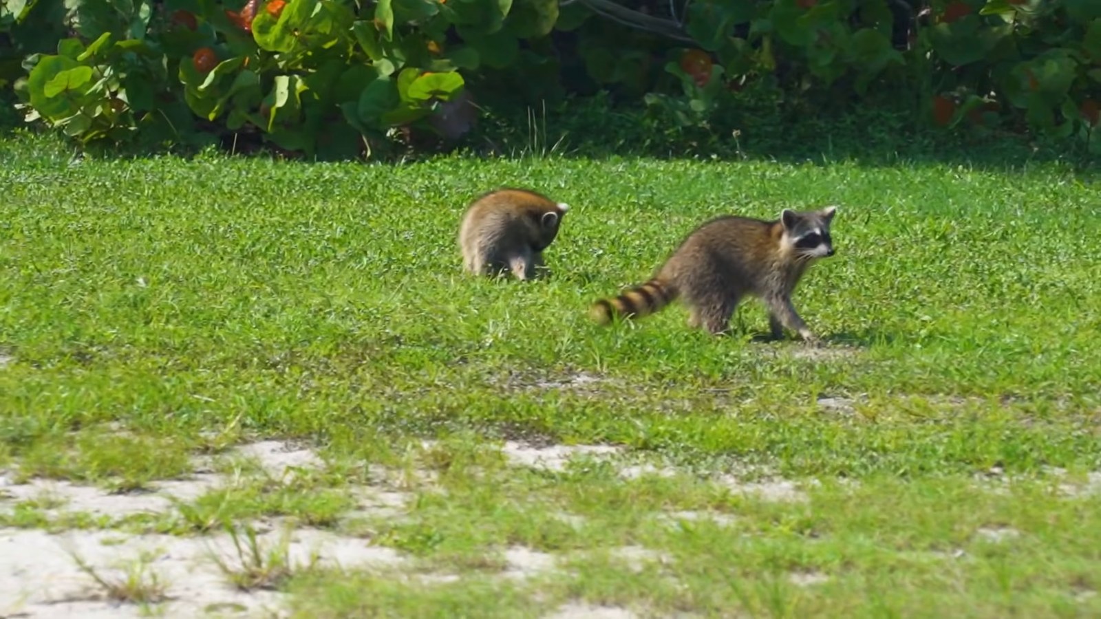 Two raccoons on a patch of grass with green shrubs behind them.
