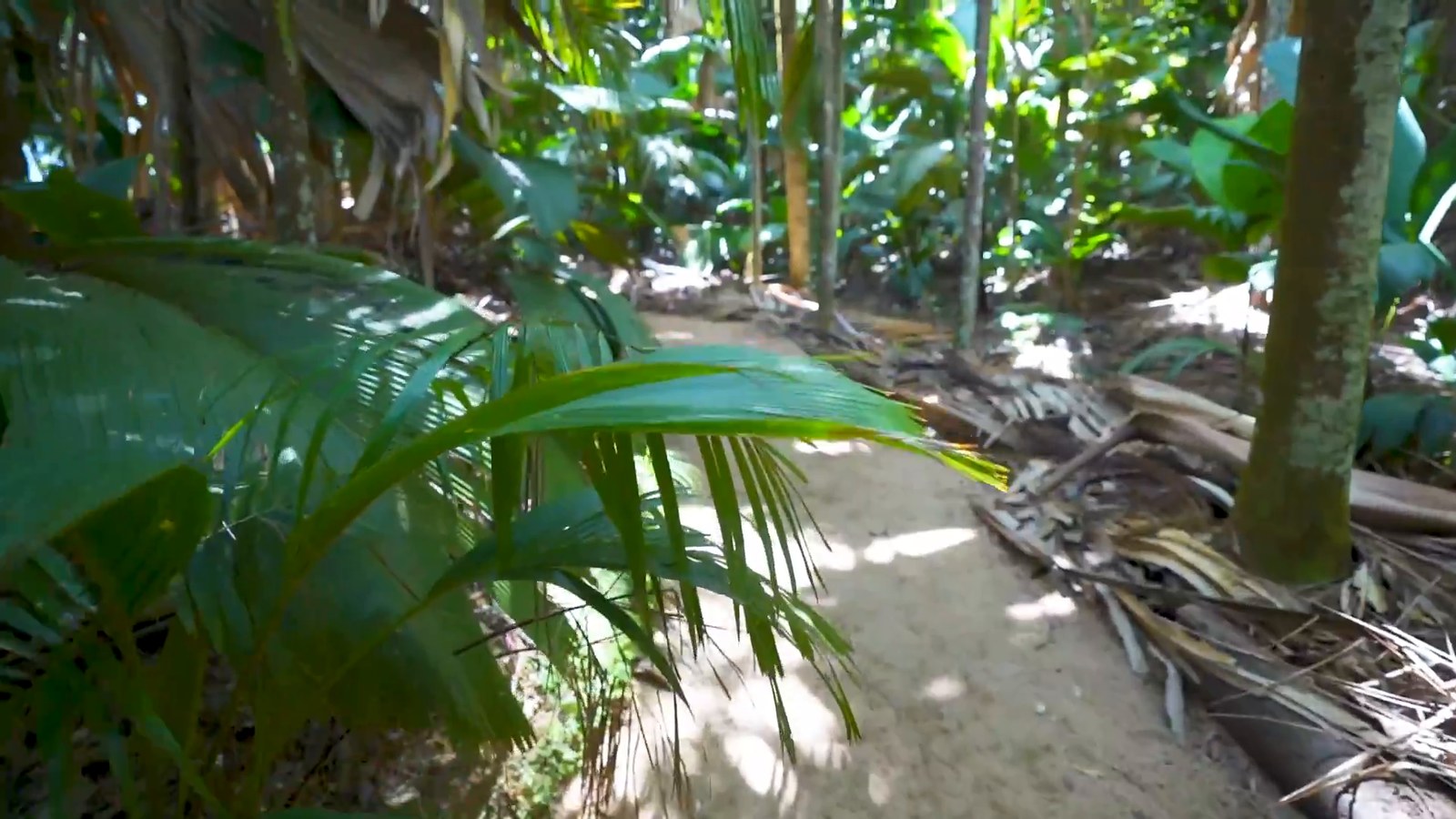 A sandy forest path winds past huge green palm fronds and tall trunks in the Vallee de Mai on Praslin.